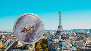 Bed Bug Outbreak in Paris? Top Tips from Experts to Stay Bug-Free!