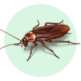 Cockroach