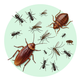 Multi-Insect