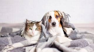 Purr-fect Choices for Happy Pets - GreenSTORE Pet Supplies