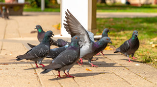 Bird Control Methods Guide | Comparing Bird Repellents, Bird Spikes and Professional Bird Control Solutions