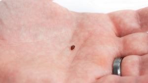【Pest Control Pro Tips】How Did Bed Bugs Get Into Our Bed?