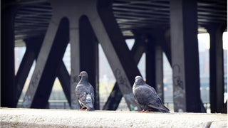 Keep Birds at Bay This Summer!