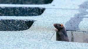 40 Rats, One Trap: Discover the Effective Pest Control Solution