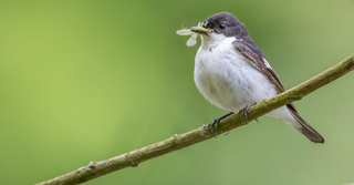 Free Your Space from Pests and Birds