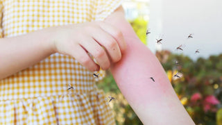 Hundred Cases of Malaria! Best 5 Mosquito Killers for School Kids!