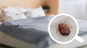 From Tiny Bed Bugs To Big Problems: Experts' Guide To Preventing Bed Bugs