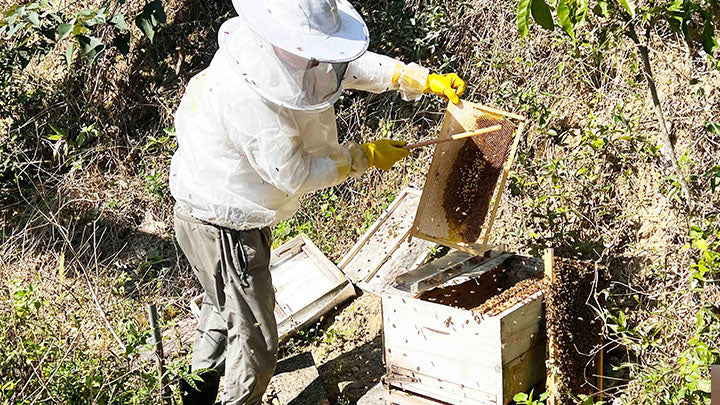Sweetest Way to Save Bees: Join Save Local Bees Conservation Program ...