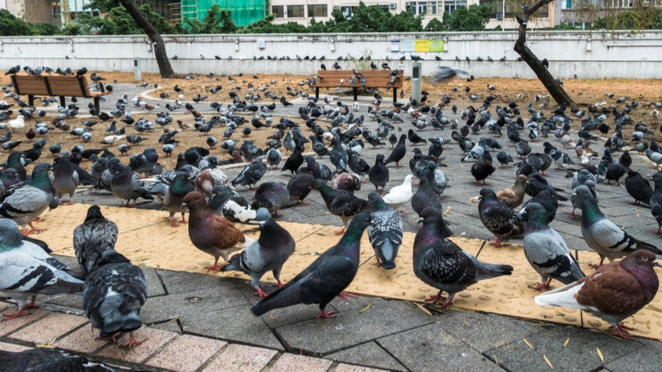 【Humane Deter】Bird Control DIY<br>to Keep Distance from Wild Birds