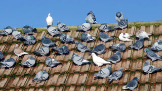 【Humane Deter】3-in-1 Deterrent To Keep Safe Distance With Wild Birds!