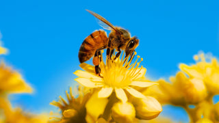 Save Local Bees x Bees Travel Sharing at Olympian City on 12/9