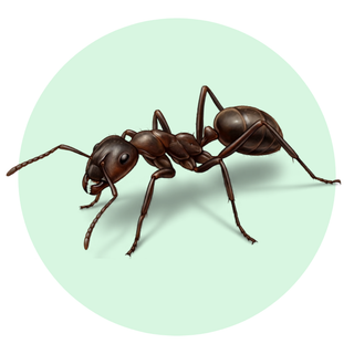 Ant
