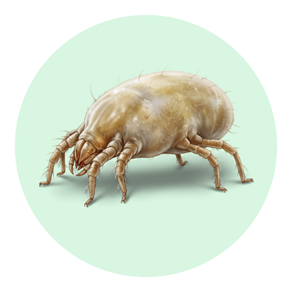 Dust Mite