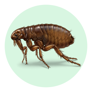 Book Lice / Flea