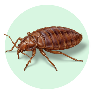 Bed Bug