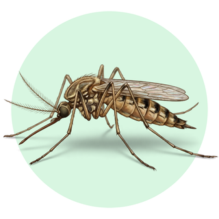 Mosquito