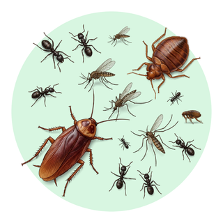 Aerosol Insect Spray
