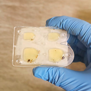 SafePRO® Bed Bug Alert Monitor (2 Pieces)