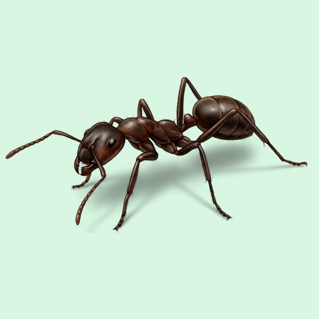 Ants