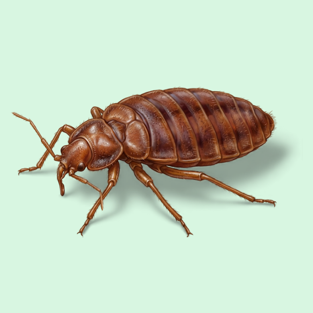 Bed Bug