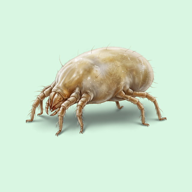 Dust Mite
