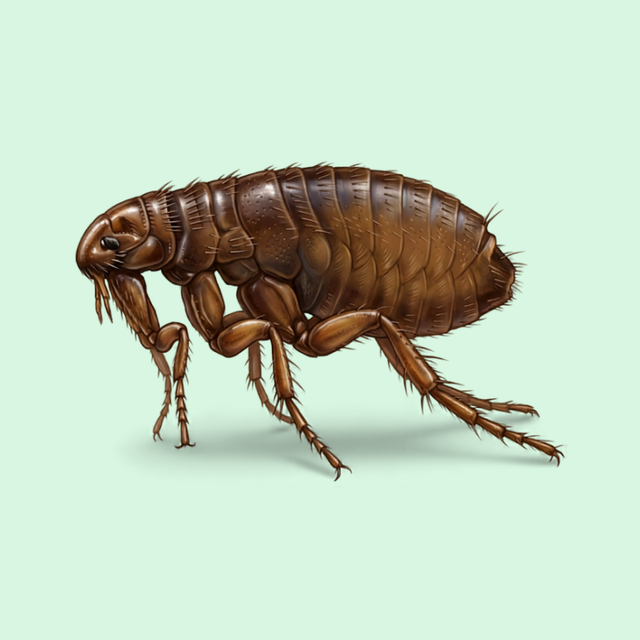 Fleas