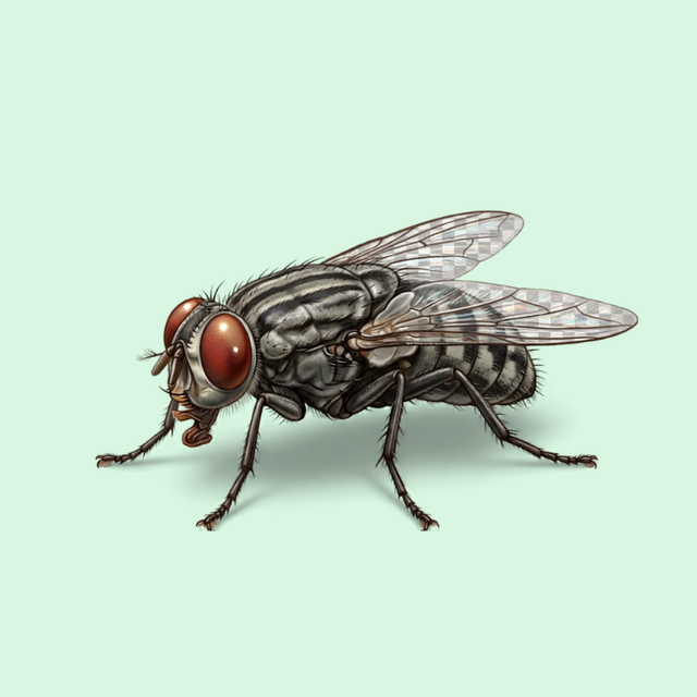 Flies
