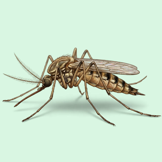 Mosquitoes