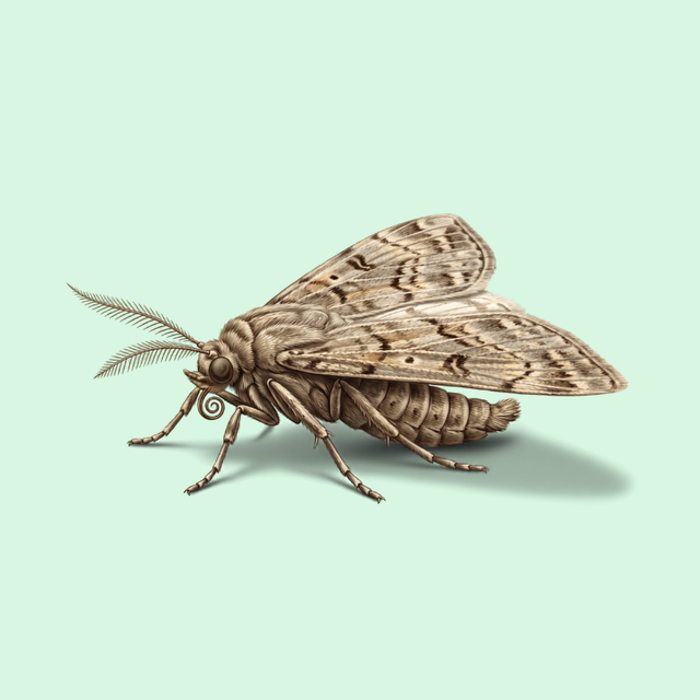Moths