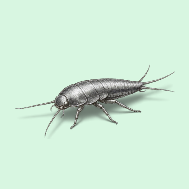 Silverfish