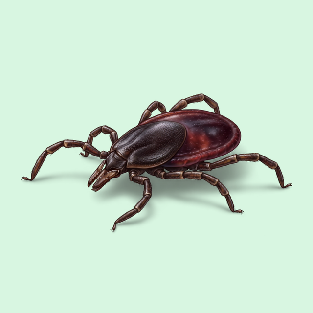 Ticks