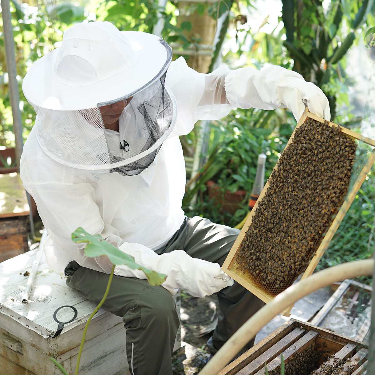 Support Save Local Bees Conservation Program – greenstore.hk