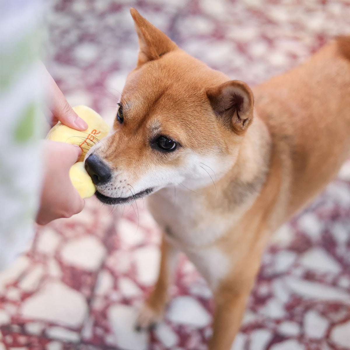 Woof² 菠蘿油二合一藏食寵物玩具