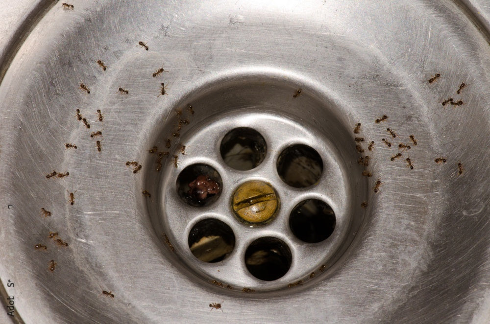 Ants