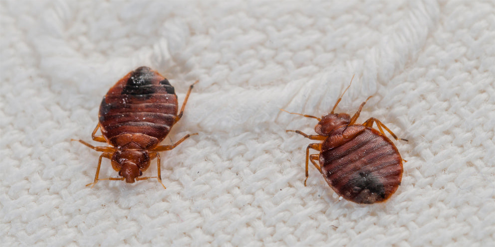 Bed Bug