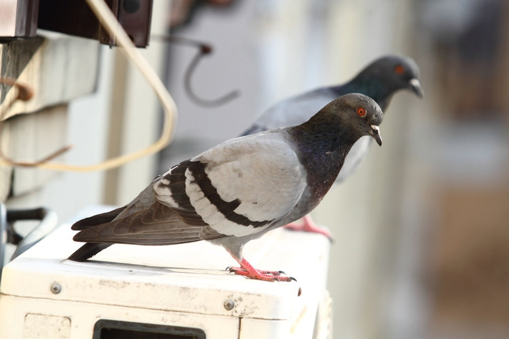 Birds
