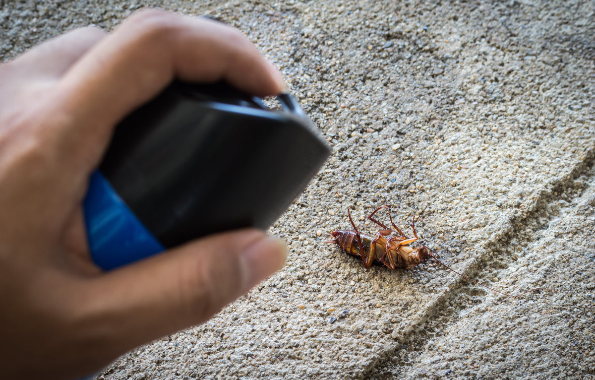 Cockroaches