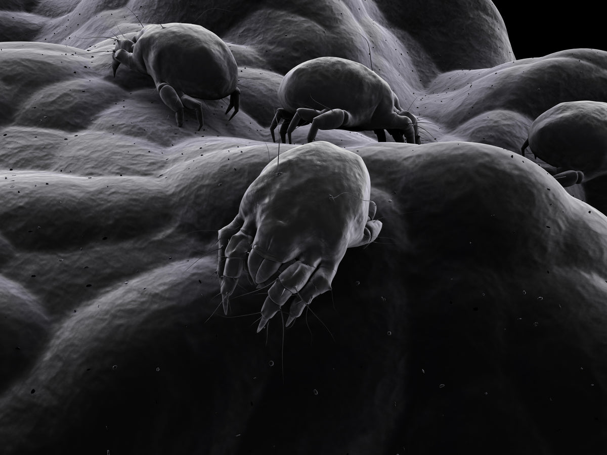 Dust Mite