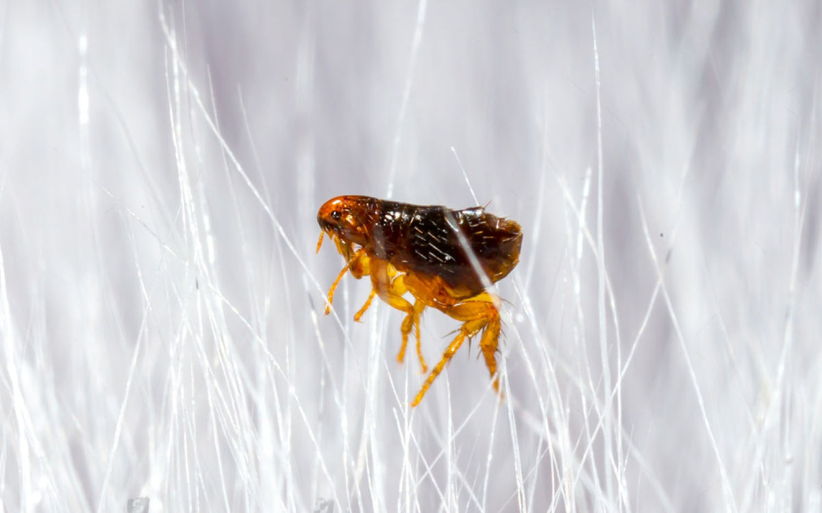 Fleas