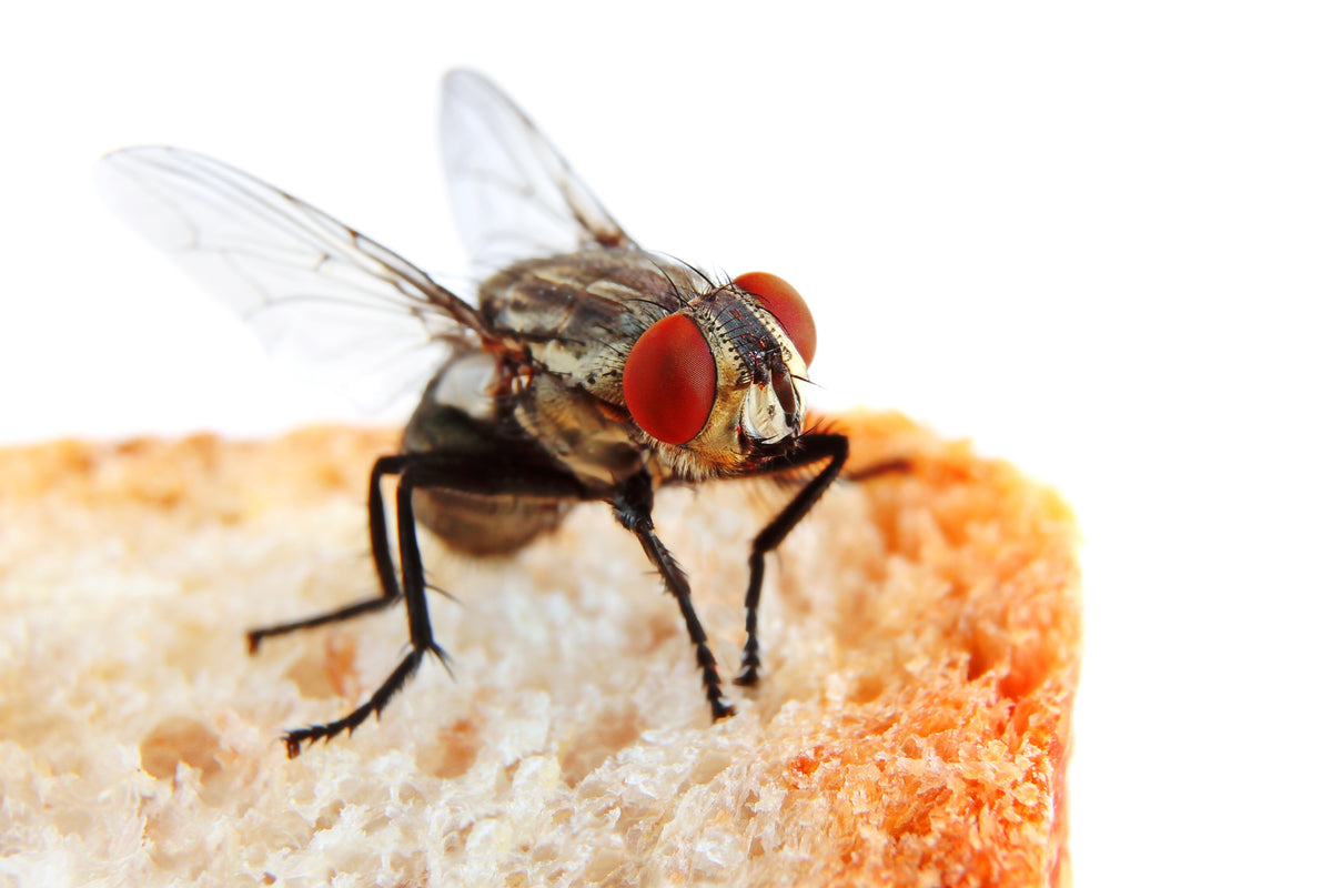 Flies