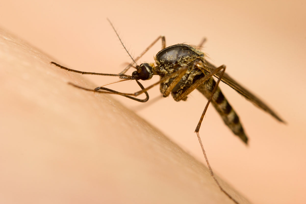 Mosquitoes