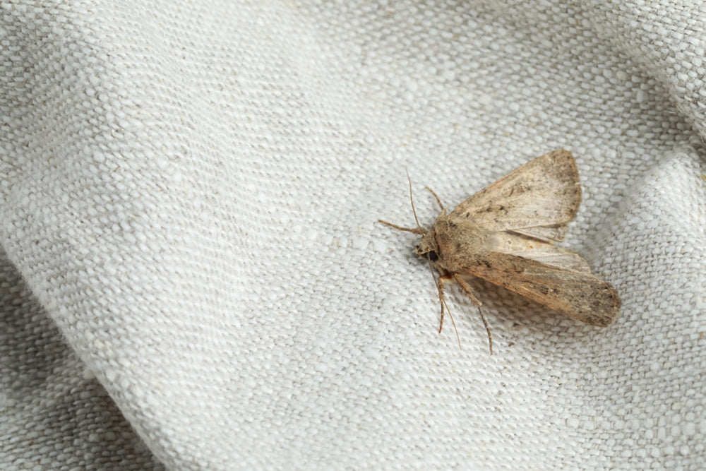 Moths