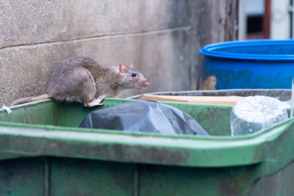 Rodents