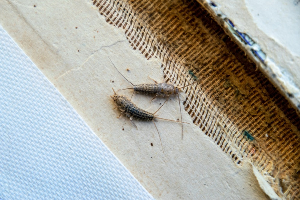 Silverfish