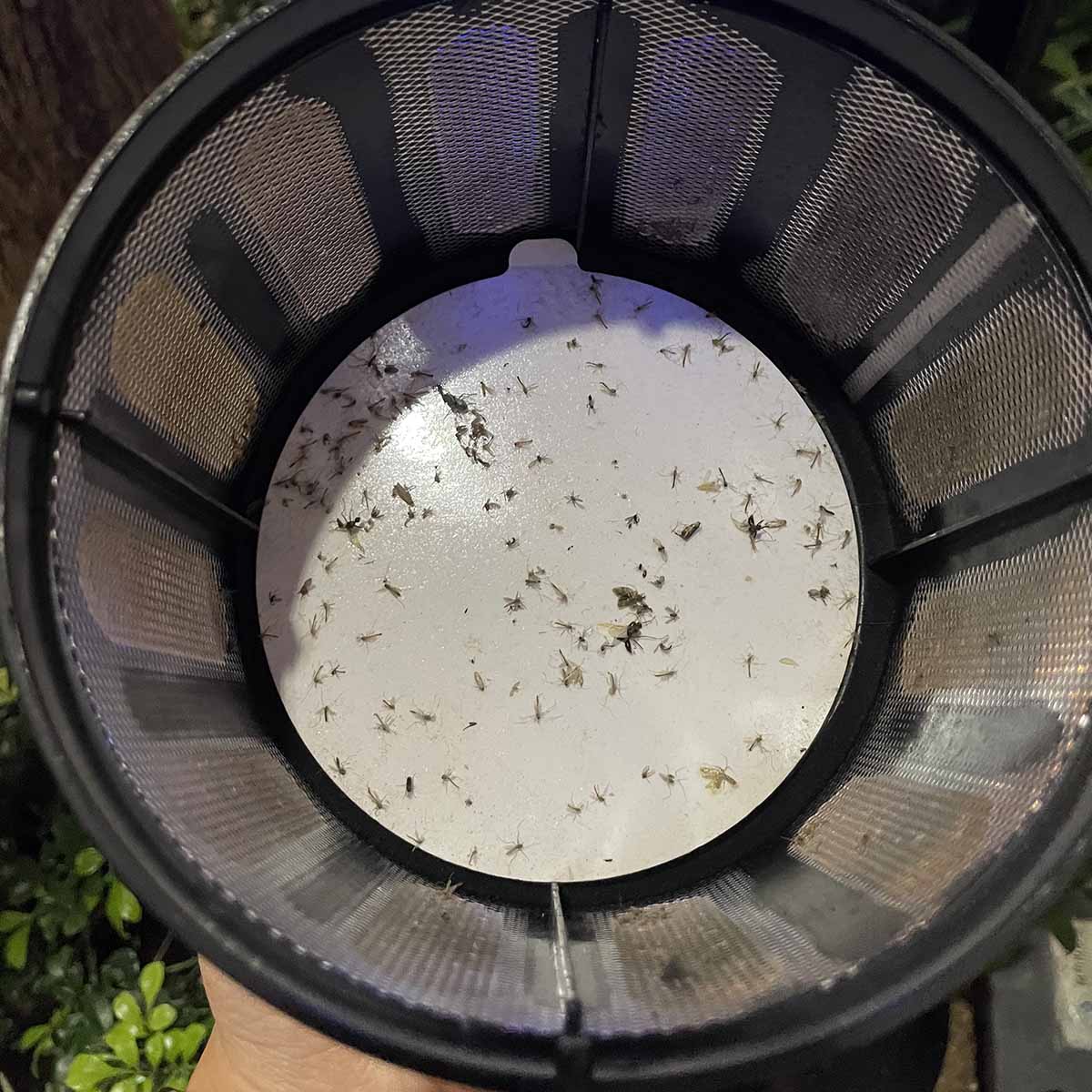 SafePRO® Indoor/Outdoor Mosquito Trap
