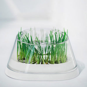 MOBOLI Secret Forest Cat Bowl with Cat Grass